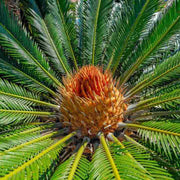 Cycas Palm Plant Seeds - Tropical Ornamental Palm Seeds for Planting