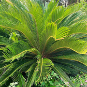 Cycas Palm Plant Seeds - Tropical Ornamental Palm Seeds for Planting