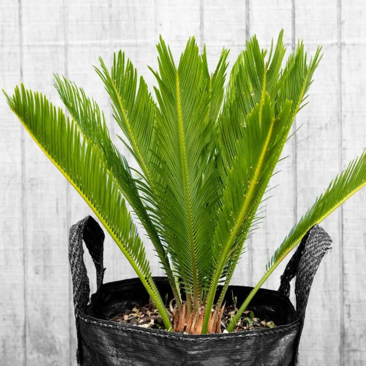 Cycas Revoluta Seeds - Tropical Ornamental Palm Seeds for Planting