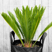 Cycas Revoluta Seeds - Tropical Ornamental Palm Seeds for Planting