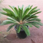 Cycas Revoluta Seeds - Tropical Ornamental Palm Seeds for Planting