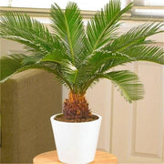 Cycas Revoluta Seeds - Tropical Ornamental Palm Seeds for Planting