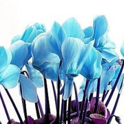 Blue & White Cyclamen Seeds