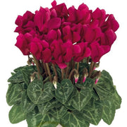 Deep Red Cyclamen Seeds