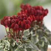 Deep Red Cyclamen Seeds