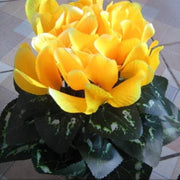 Light Yellow Cyclamen Seeds