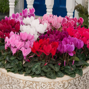 Persian Cyclamen Cyclamen Persicum Seeds