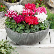 Persian Cyclamen Cyclamen Persicum Seeds