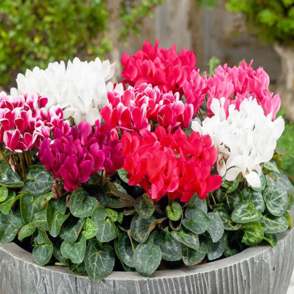 Persian Cyclamen Cyclamen Persicum Seeds