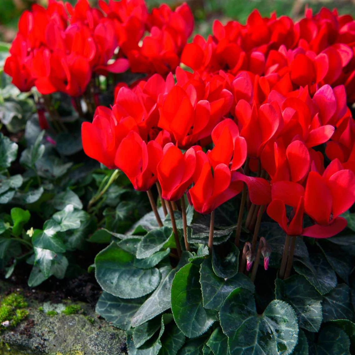 Red Cyclamen Seeds
