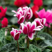 Red & White Cyclamen Seeds