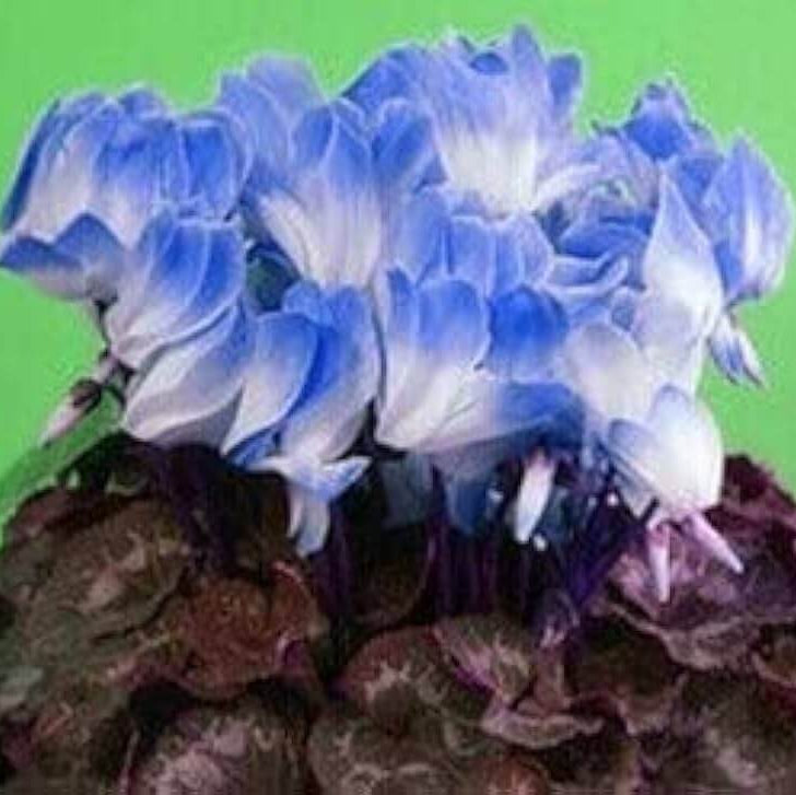 Blue & White Cyclamen Seeds