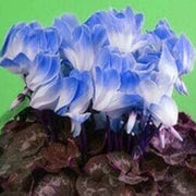 Blue & White Cyclamen Seeds