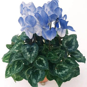 Blue & White Cyclamen Seeds
