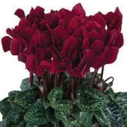Deep Red Cyclamen Seeds