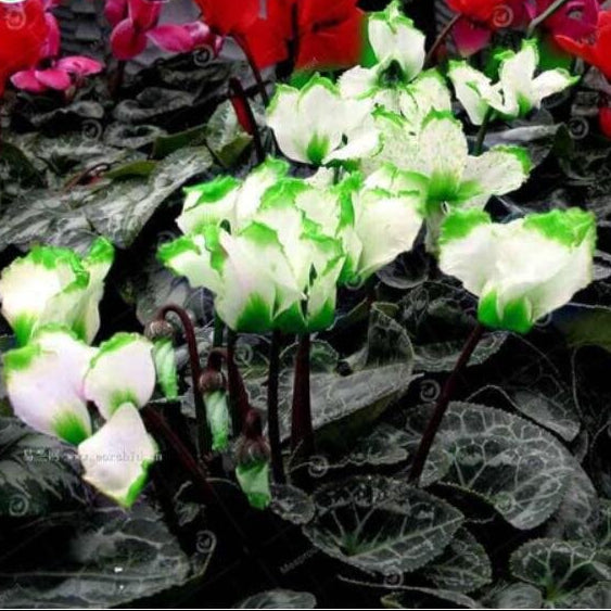 Green & White Cyclamen Seeds