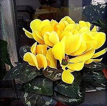 Light Yellow Cyclamen Seeds