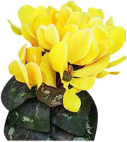Light Yellow Cyclamen Seeds