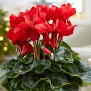 Red Cyclamen Seeds
