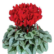 Red Cyclamen Seeds