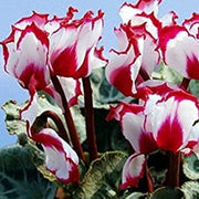 Red & White Cyclamen Seeds