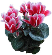 Red & White Cyclamen Seeds