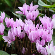 Violet Cyclamen Seeds