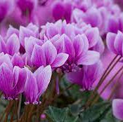 Violet Cyclamen Seeds