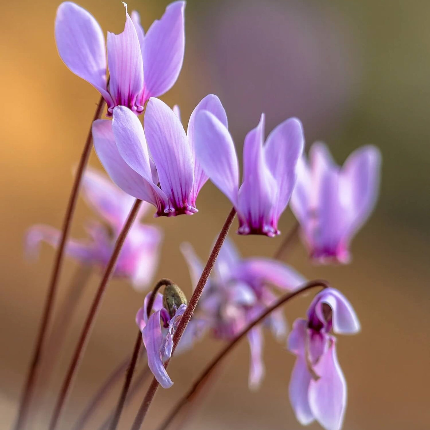 Violet Cyclamen Seeds