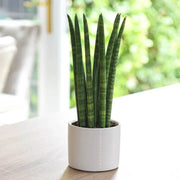 Cylindrical Snake - Housing Seeds