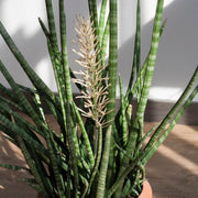 Cylindrical Snake - Housing Seeds