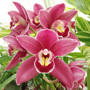 Boat Orchid Cymbidium Seeds