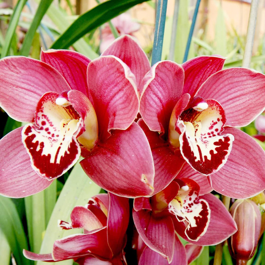 Boat Orchid Cymbidium Seeds