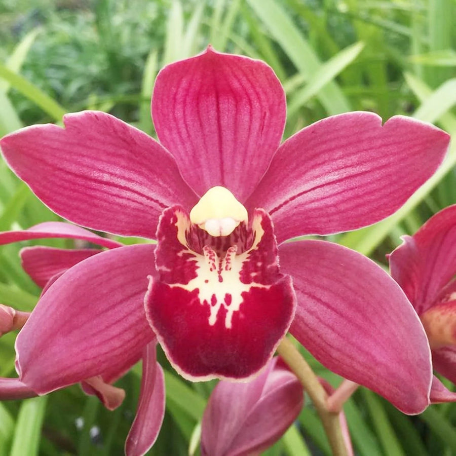 Orchid Cymbidium Seeds