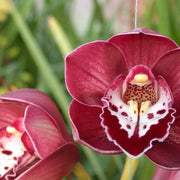 Boat Cymbidium Orchid Seeds