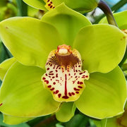 Green Cymbidium Orchid Seeds