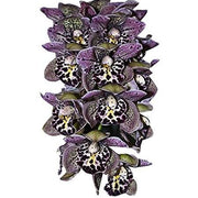 Mixed Cymbidium Orchid Seeds