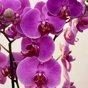 Purple Cymbidium Orchid Seeds