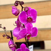 Purple Cymbidium Orchid Seeds