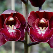 Rare Cymbidium Orchid Seeds