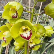 Green Cymbidium Orchid Seeds