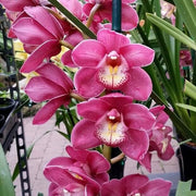 Nema Cymbidium Orchid Seeds