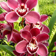 Standard Cymbidium Orchid Seeds