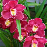 Nema Cymbidium Orchid Seeds