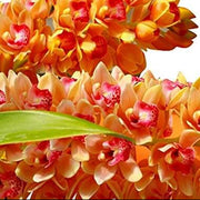 Orange Cymbidium Orchid Seeds