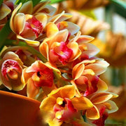 Orange Cymbidium Orchid Seeds
