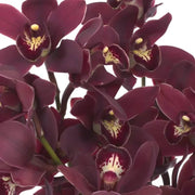 Rare Cymbidium Orchid Seeds