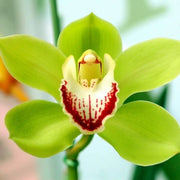Green Cymbidium Orchid Seeds