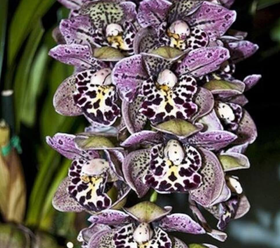 Mixed Cymbidium Orchid Seeds