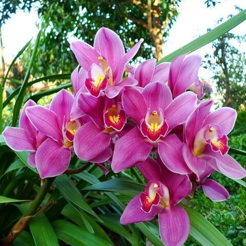 Nema Cymbidium Orchid Seeds